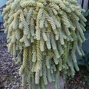 DONKEY  TAIL SUCCULENTS EXTRAVAGANZA  10 CUTTINGS